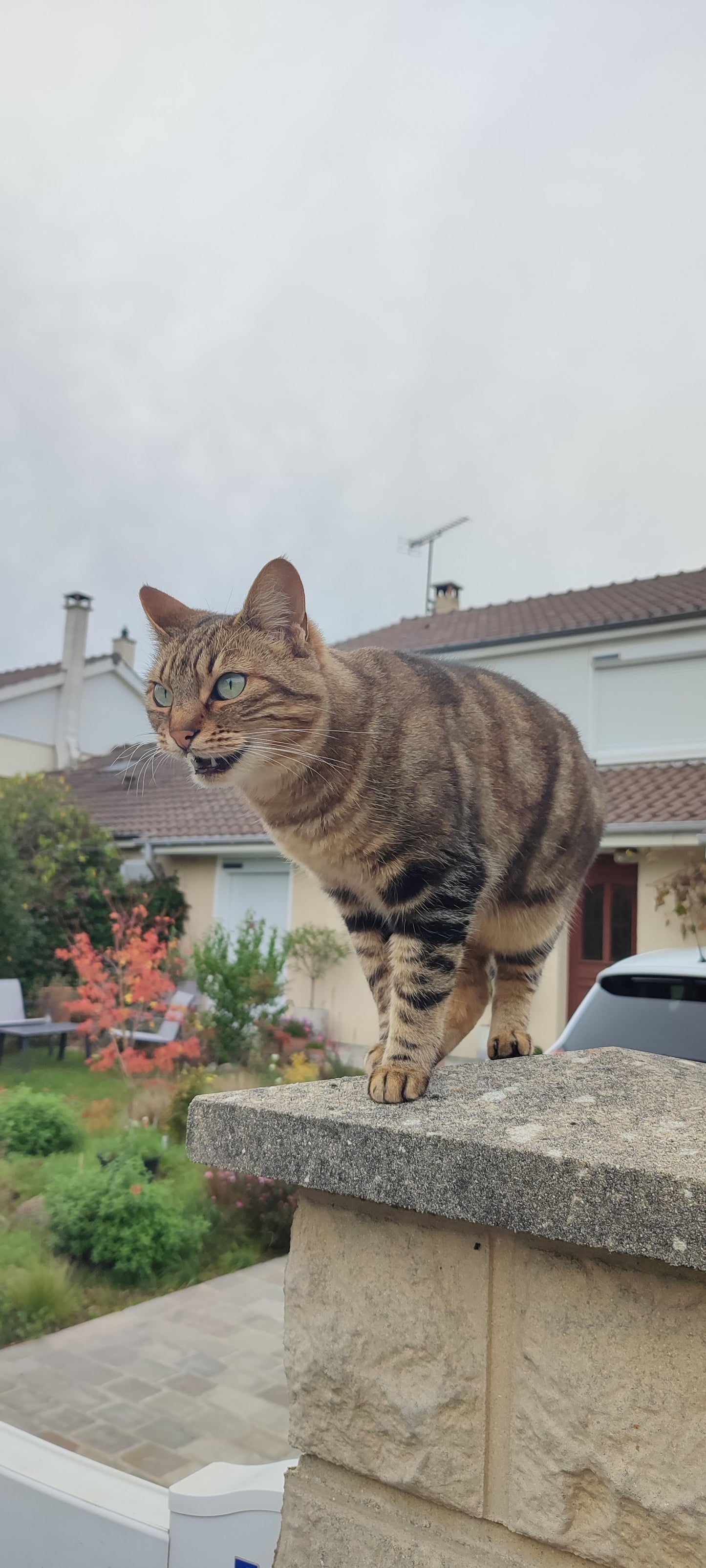 Accueillir son Chat : Le Guide Pratique Complet (PDF)
