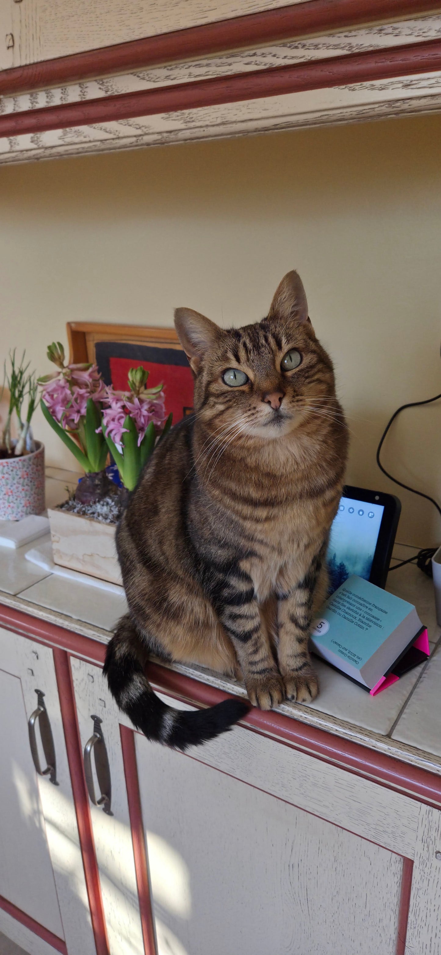 Accueillir son Chat : Le Guide Pratique Complet (PDF)