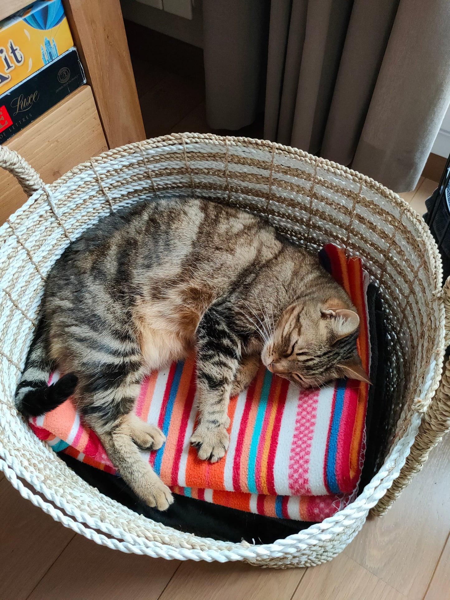 Accueillir son Chat : Le Guide Pratique Complet (PDF)
